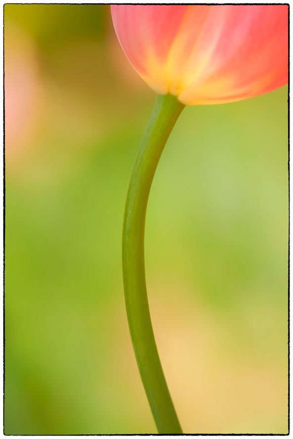 Tulip at f/1.4, Leica 50mm Summalux ASPH